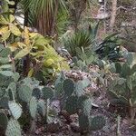 Opuntia engelmannii موطن