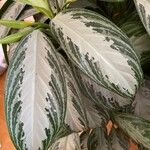 Aglaonema commutatum Liść