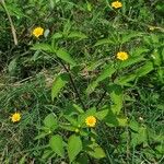 Melampodium divaricatum Flower