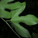 Gurania bignoniacea List