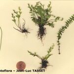 Asplenium x alternifolium 形態