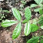 Aglaia elaeagnoidea Deilen