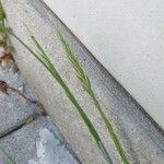Festuca myuros Floare