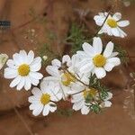 Anthemis maritimaFlower