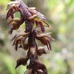 Bulbophyllum incurvum Kukka