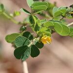 Senna obtusifolia Blomst