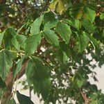 Acer griseumLeaf