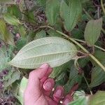 Miconia lacera Leaf