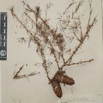 Larix griffithii