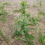 Erysimum cheiranthoides Buveinė