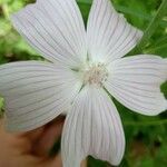 Malva tournefortiana Blüte