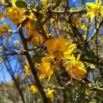 Parkinsonia praecox Цветок