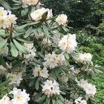 Rhododendron decorum Flor