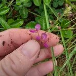 Desmodium incanum फूल