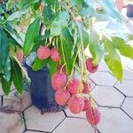 Litchi chinensis Fruto