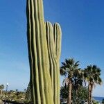 Pachycereus pringlei Habit