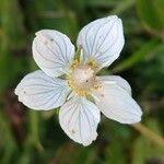 Parnassia palustrisKvet