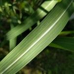 Miscanthus × longiberbis Leaf