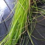 Carex stricta Leaf