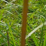 Lycoris radiata Rhisgl