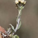 Antennaria pulchella Kvet