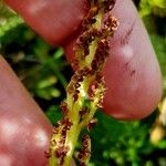 Botrychium lunaria Fruit