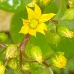 Aichryson divaricatum Flor