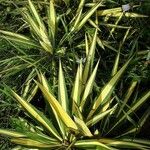 Yucca flaccida Hábitos