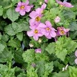 Sutera cordata Hoja
