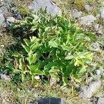 Imperatoria ostruthium Likasa