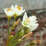 Nothoscordum gracile Fiore