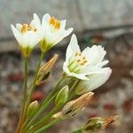 Nothoscordum gracile പുഷ്പം