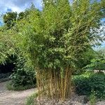 Phyllostachys aureosulcata পাতা