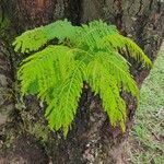 Anadenanthera colubrina ഇല