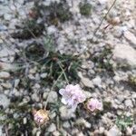 Armeria girardii Λουλούδι