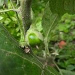 Capsicum pubescens ഇല
