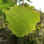 Populus tremula Blatt