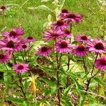 Echinacea purpurea ശീലം