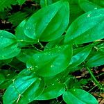 Smilax rotundifolia List