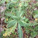 Cirsium acauleFolha