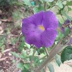 Thunbergia erecta ফুল