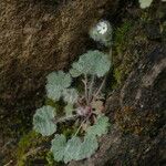 Androsace rotundifolia