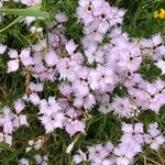 Dianthus hyssopifolius Flor