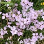 Dianthus hyssopifolius फूल