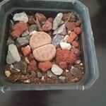 Lithops karasmontana Leaf