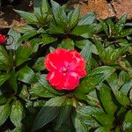 Impatiens walleriana Flower