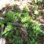 Eugenia brongniartiana 整株植物
