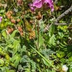 Pedicularis rostratocapitata Leaf