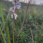 Pyrola rotundifolia Çiçek
