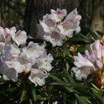 Rhododendron hyperythrum Virág